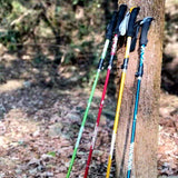 Quatre bâtons de randonnée de différentes couleurs appuyés contre un arbre en forêt